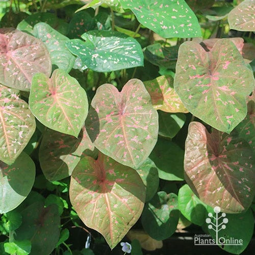 Caladium Raspberry Ripple - Angel Wings - Image 10