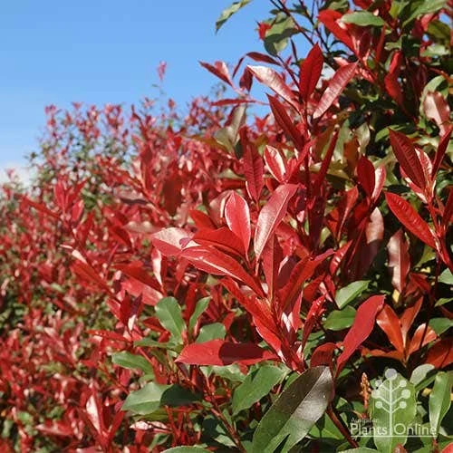 Photinia Red Robin - Image 6