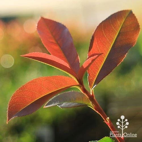 Photinia Red Robin - Image 10