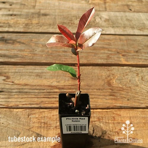 Photinia Red Robin - Image 11