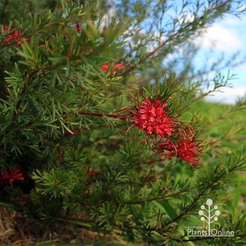Grevillea Red Wings - Image 14