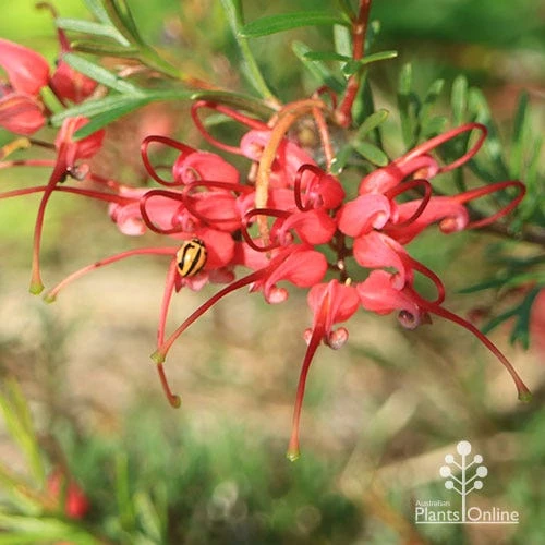 Grevillea Red Wings - Image 12