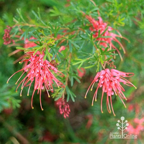 Grevillea Red Wings - Image 4