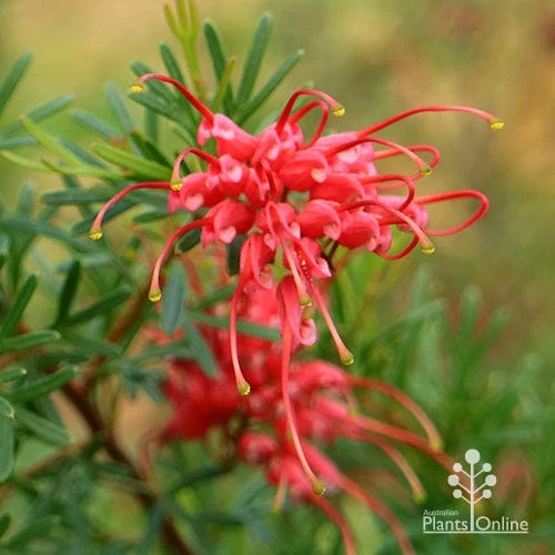 Grevillea Red Wings - Image 6