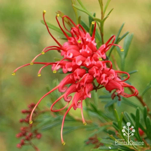 Grevillea Red Wings - Image 8
