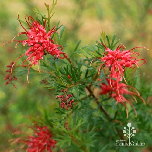 Grevillea Red Wings - Image 15