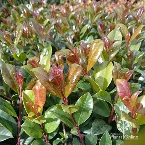 Syzygium Resilience - Lilly Pilly - Image 9