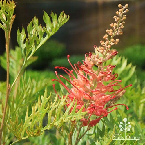 Grevillea Robyn Gordon - Image 5