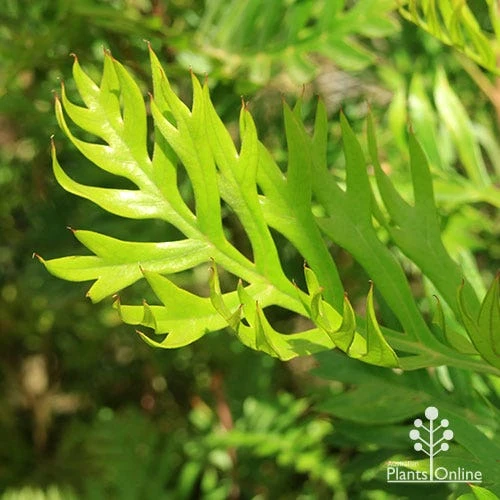 Grevillea Robyn Gordon - Image 8