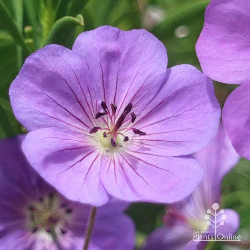 Geranium Rozanne - Image 6