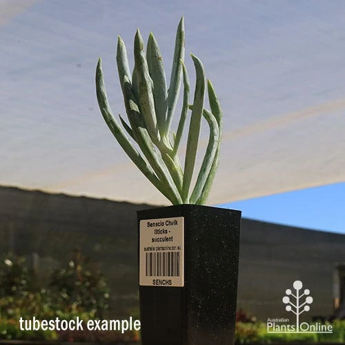 Senecio Chalk Sticks - Succulent - Image 11