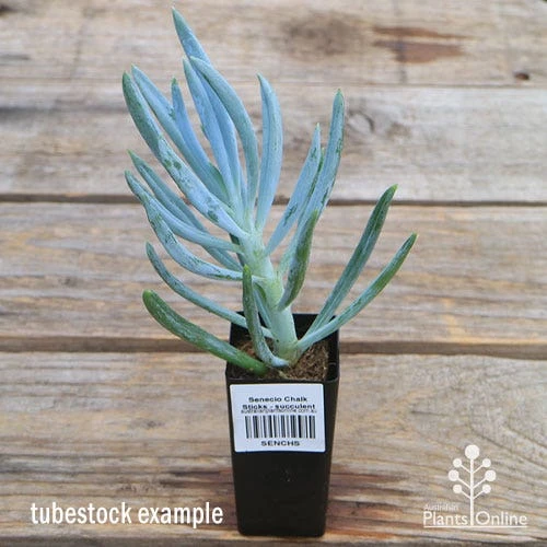 Senecio Chalk Sticks - Succulent - Image 5