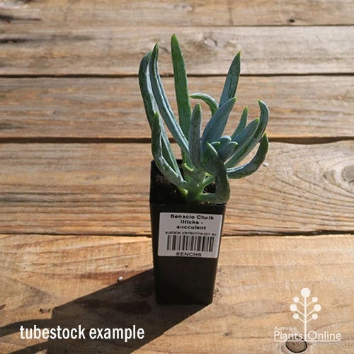 Senecio Chalk Sticks - Succulent - Image 3