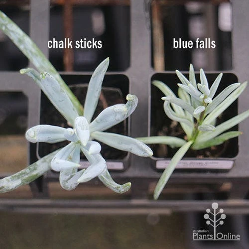 Senecio Chalk Sticks - Succulent - Image 12