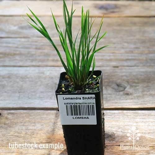 Lomandra SHARA - Image 5