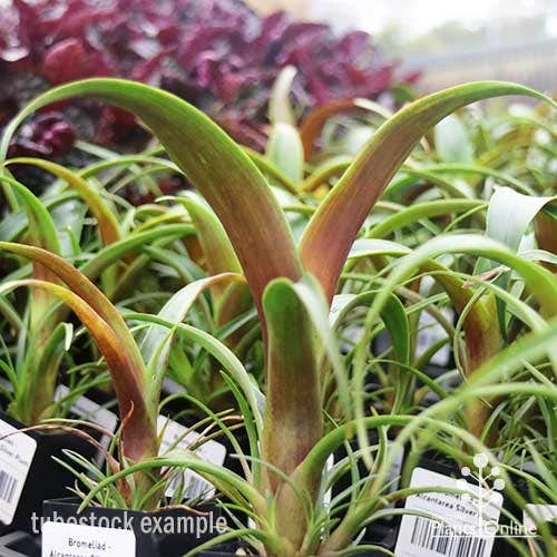 Alcantarea Silver Plum - Bromeliad - Image 7