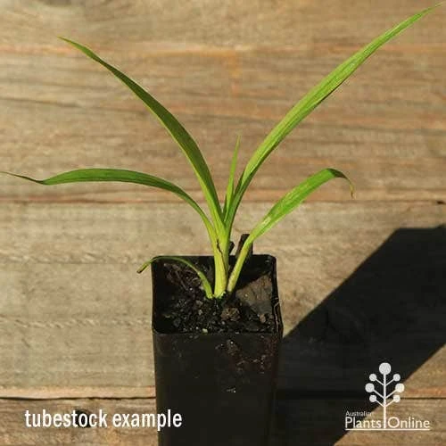 Spathoglottis Purple Haze - Native Orchid - Image 3