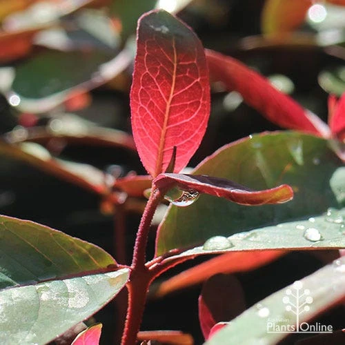 Eucalyptus Olida - Strawberry Gum - Image 4