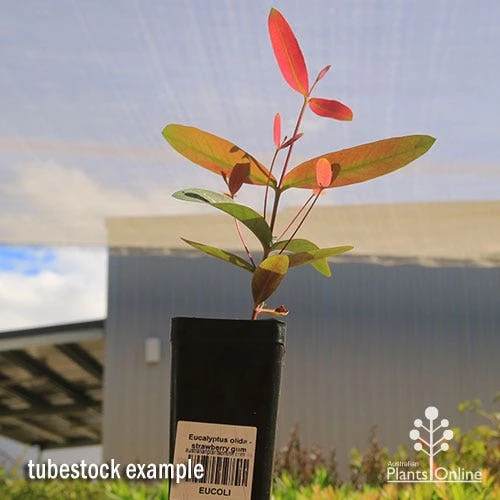 Eucalyptus Olida - Strawberry Gum - Image 2