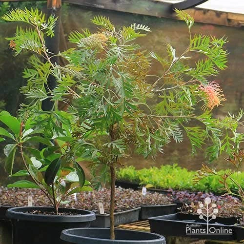 Grevillea Strawberry Pops - Image 5