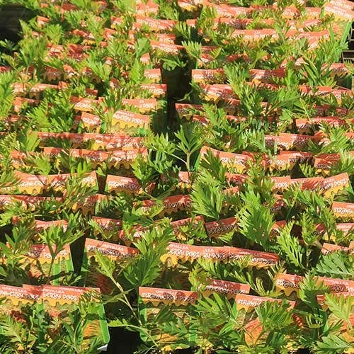 Grevillea Strawberry Pops - Image 20