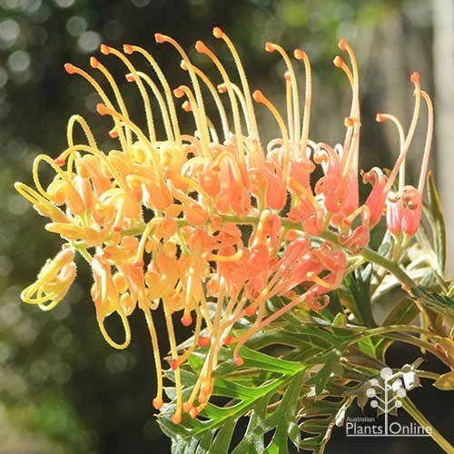 Grevillea Strawberry Pops - Image 15