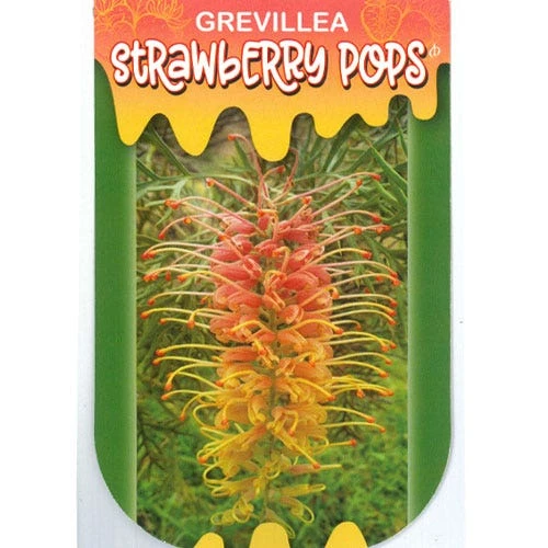 Grevillea Strawberry Pops - Image 19