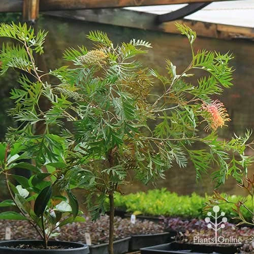 Grevillea Strawberry Pops - Image 13