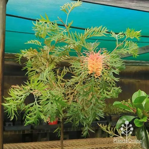 Grevillea Strawberry Pops - Image 18