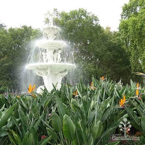 Strelitzia Reginae - Bird Of Paradise - Image 4