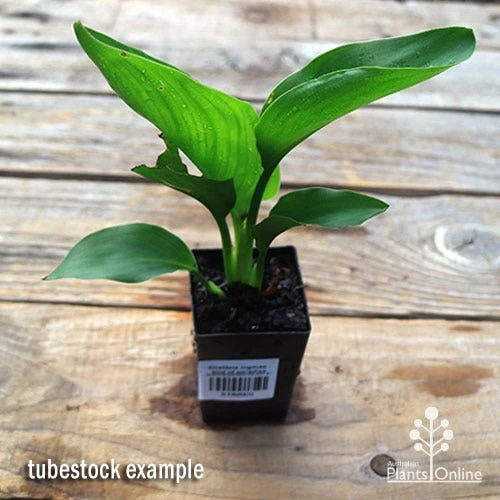 Strelitzia Reginae - Bird Of Paradise - Image 3