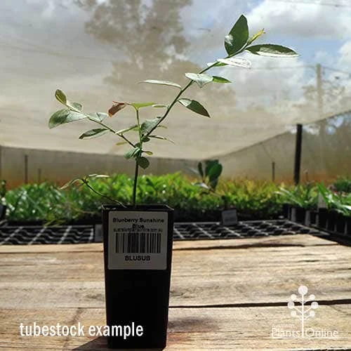 Blueberry Sunshine Blue - Image 10