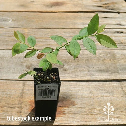 Blueberry Sunshine Blue - Image 4