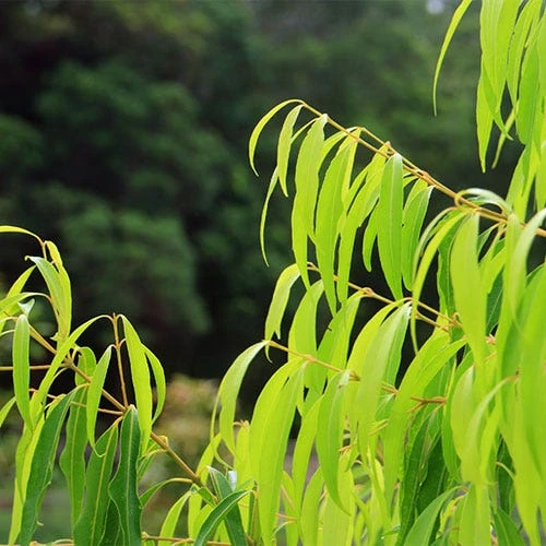 Waterhousea Sweeper - Weeping Lilly Pilly - Image 5