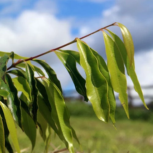 Waterhousea Sweeper - Weeping Lilly Pilly - Image 4
