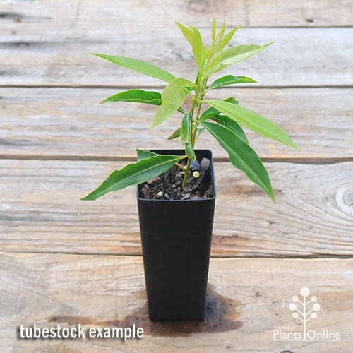 Waterhousea Sweeper - Weeping Lilly Pilly - Image 6