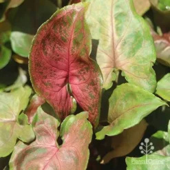 Syngonium Maria - Goosefoot Plant