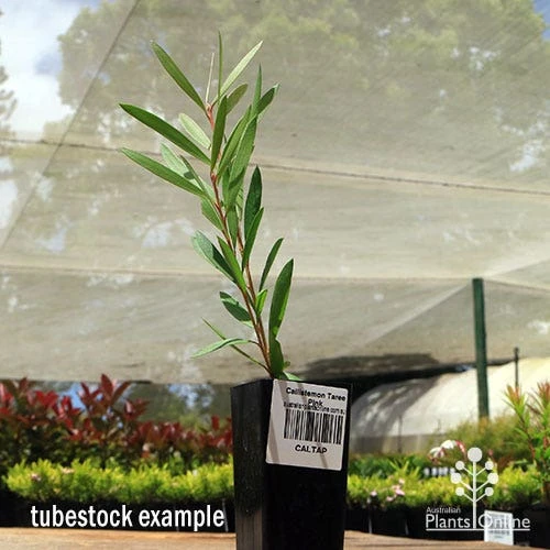 Callistemon Taree Pink - Image 4