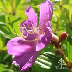 Tibouchina Allure