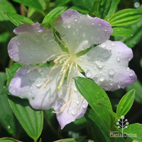 Tibouchina Chameleon - Image 10