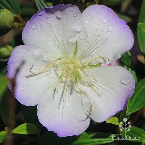 Tibouchina Illusion - Image 12