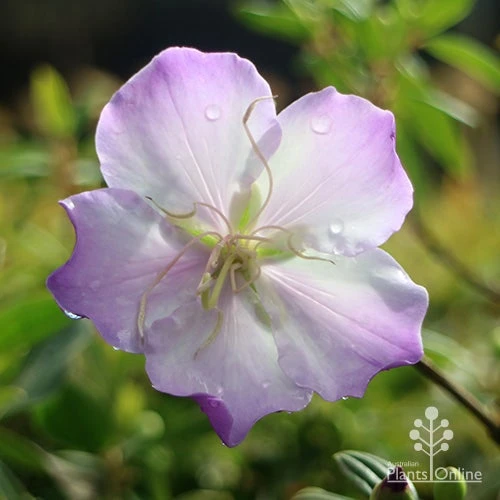 Tibouchina Illusion - Image 7