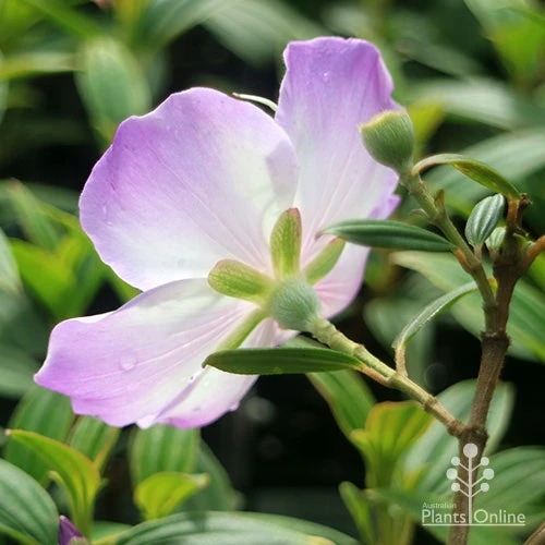 Tibouchina Illusion - Image 15