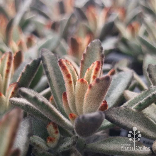 Kalanchoe Tomentosa – Panda Plant - Succulent - Image 7