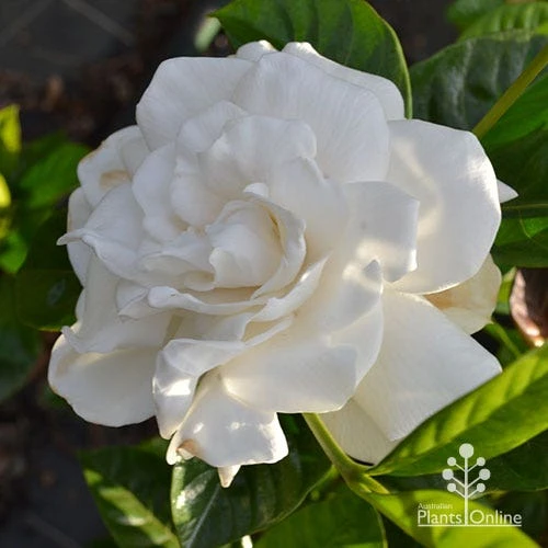 Gardenia True Love - Image 5
