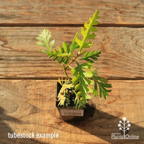 Grevillea Robyn Gordon - Image 7