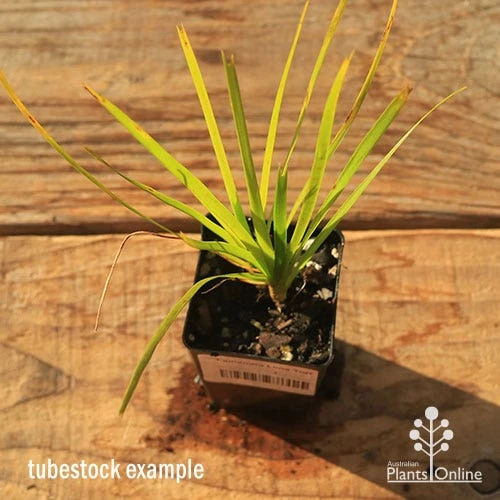 Lomandra Lime Tuff - Image 9