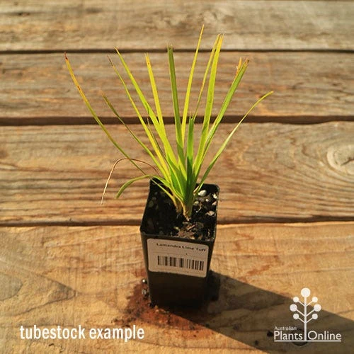 Lomandra Lime Tuff - Image 5