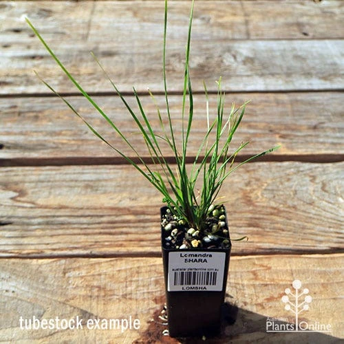 Lomandra SHARA - Image 6