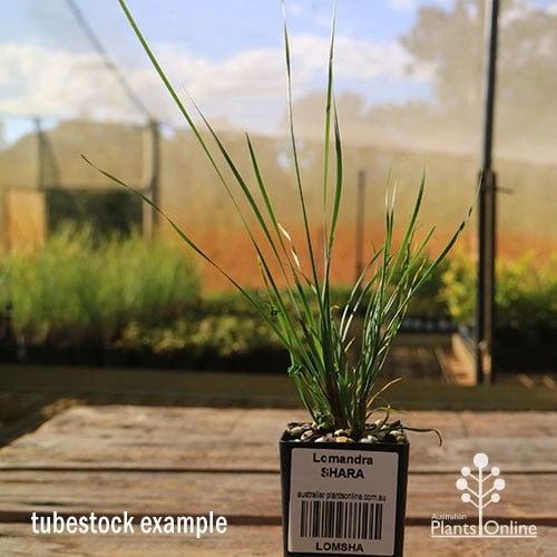 Lomandra SHARA - Image 4